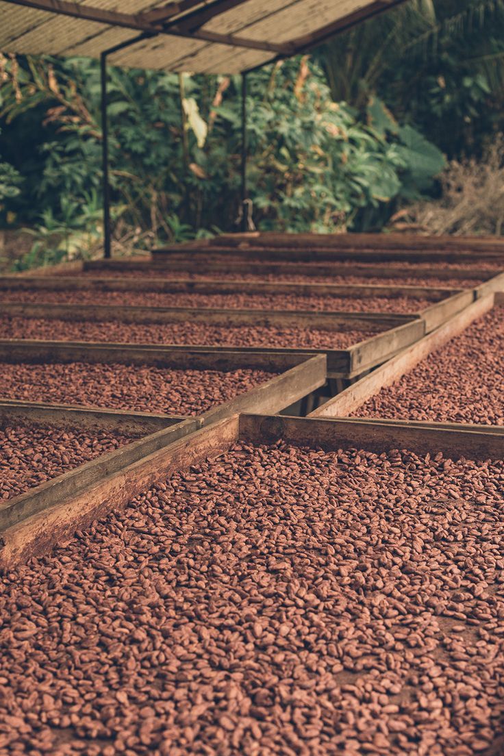 cocoa experience